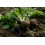 SAFLAX Garden in the bag - Rettich - Schwarzer - Raphanus - 100 Samen 5