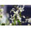 SAFLAX Garden in the bag - BIO - Rucola selvatica - 1500 semi - Diplotaxis 5