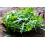 SAFLAX Garden in the bag - BIO - Rucola selvatica - 1500 semi - Diplotaxis 8
