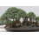 SAFLAX Garden in the bag - Ölbaum - Olea - 20 Samen 3