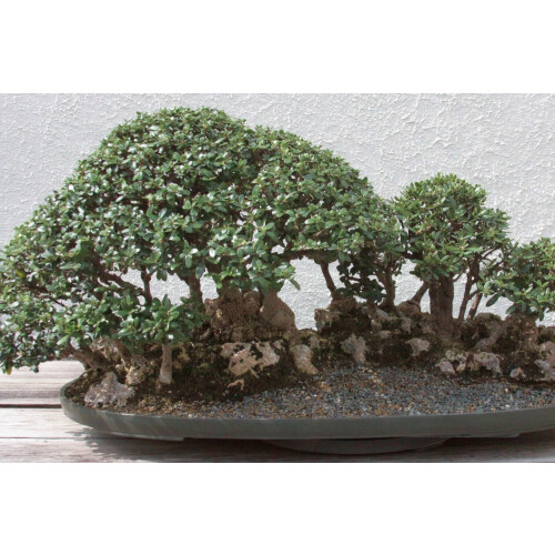 SAFLAX Garden in the bag - Ölbaum - Olea - 20 Samen 2
