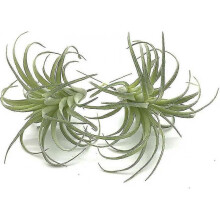 2 Pack Artificial Succulents Plants Unpotted Fake Flocking Tillandsia Air Plants Succulent Bromeliads Bouquet Arrangements Faux Plants Diy for Garden