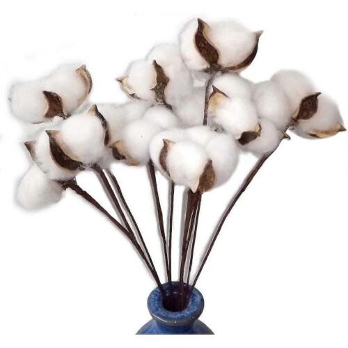 30 Pack Real Dried Cotton Flowers with Stem, 30
