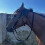 Nylon Black Bridle Rope S for Ponies 1.3m 4