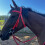 Nylon Adjustable Horse Bridle Headstall, Red, L 7
