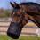Horse Hay Feeding Bag L Adjustable Neck Strap 5