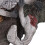 Dinosaur Model Set Realistic Plastic Figure Toy 6