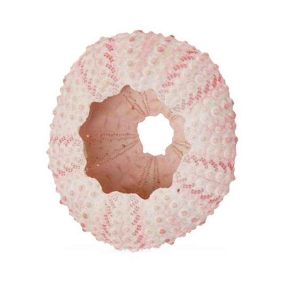 (A) Attractive Diy Craft Seashell Natural Vibe Good Sea Urchin Shell Fish Tank Flower Pot Decoration