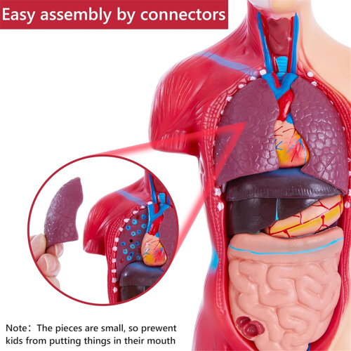 Modelos de estudo de anatomia humana - Torso humano removível de 11 polegadas com 15 peças 1