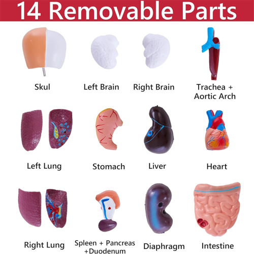 Modelos de estudo de anatomia humana - Torso humano removível de 11 polegadas com 15 peças 2
