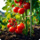 Tunnel de jardin 2x3m 6m2 Plonos 6