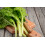 SAFLAX Garden to go - Schweizer Mangold - Beta - 150 Samen 8