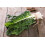 SAFLAX Garden to go - Schweizer Mangold - Beta - 150 Samen 4
