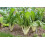 SAFLAX Garden to go - Schweizer Mangold - Beta - 150 Samen 3