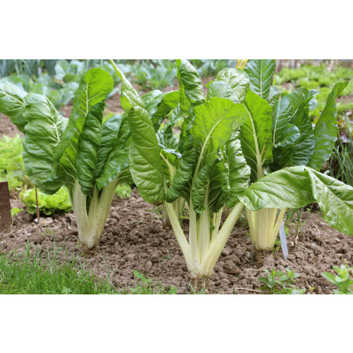SAFLAX Garden to go - Schweizer Mangold - Beta - 150 Samen 2