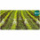 Accu-spuitmachine met kar Plonos PL-601 3