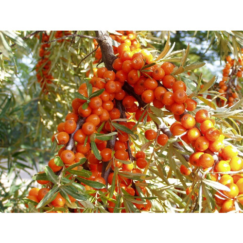 SAFLAX Garden to go - Sanddorn - Hippophae - 40 Samen 2