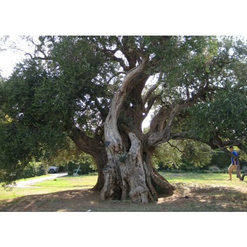 SAFLAX Garden to go - Ölbaum - Olea - 20 Samen 2
