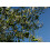 SAFLAX Garden to go - Ölbaum - Olea - 20 Samen 6