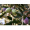 SAFLAX Garden to go - Ölbaum - Olea - 20 Samen 4