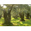 SAFLAX Garden to go - Ölbaum - Olea - 20 Samen 5