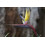 SAFLAX  - Gelbe Strelitzie - Mandela - Strelitzia - 4 Samen - Mit Substrat 5