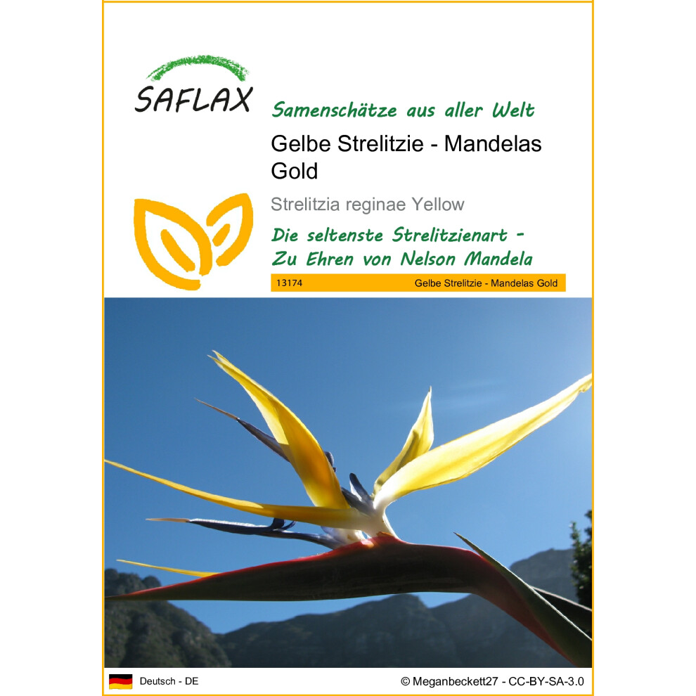 SAFLAX - Yellow Strelitzia Mandela's Gold - 4 seeds  - Strelitzia reginae Yellow