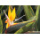 SAFLAX  - Gelbe Strelitzie - Mandela - Strelitzia - 4 Samen - Mit Substrat 4