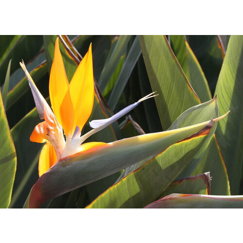 SAFLAX  - Gelbe Strelitzie - Mandela - Strelitzia - 4 Samen 2