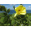 SAFLAX  - Gelber Orchideenbaum - Bauhinia - 30 Samen 2