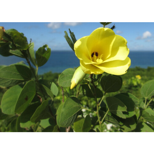 SAFLAX  - Gelber Orchideenbaum - Bauhinia - 30 Samen 1