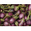 SAFLAX  - Eierbaum - Solanum - 20 Samen - Mit Substrat 3