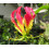 SAFLAX Geschenk Set - Kletterlilie - Gloriosa - 15 Samen 7