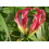 SAFLAX Geschenk Set - Kletterlilie - Gloriosa - 15 Samen 3