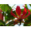SAFLAX Geschenk Set - Kletterlilie - Gloriosa - 15 Samen 6