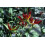 SAFLAX Geschenk Set - Kletterlilie - Gloriosa - 15 Samen 4