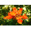 SAFLAX Geschenk Set - Tulpenbaum - Spathodea - 30 Samen 8