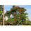 SAFLAX Geschenk Set - Tulpenbaum - Spathodea - 30 Samen 3