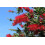 SAFLAX Geschenk Set - Lampenputzer - Callistemon - 400 Samen 3