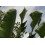 SAFLAX Geschenk Set - Baum des Reisenden - Ravenala - 8 Samen 7