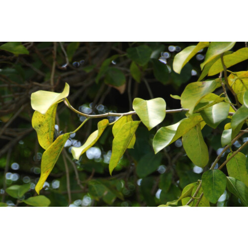 SAFLAX Geschenk Set - Würgefeige - Ficus - 20 Samen 2