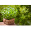 SAFLAX Geschenk Set - Basilikum Genovese - Ocimum - 800 Samen 8