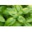 SAFLAX Geschenk Set - Basilikum Genovese - Ocimum - 800 Samen 6