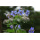 SAFLAX Geschenk Set - Borretsch - Borago - 40 Samen 5