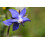 SAFLAX Geschenk Set - Borretsch - Borago - 40 Samen 6