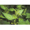 SAFLAX Geschenk Set - Brennnessel - Urtica - 2000 Samen 7