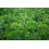 SAFLAX Geschenk Set - Brennnessel - Urtica - 2000 Samen 3
