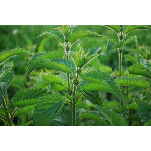 SAFLAX Geschenk Set - Brennnessel - Urtica - 2000 Samen 2