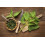 SAFLAX Geschenk Set - Brennnessel - Urtica - 2000 Samen 4
