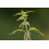 SAFLAX Geschenk Set - Brennnessel - Urtica - 2000 Samen 5